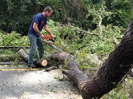 Professional Tree Services in Milton, FL