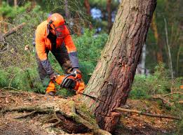 Best Fruit Tree Pruning  in Milton, FL