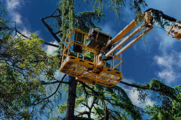 How Our Tree Care Process Works  in  Milton, FL