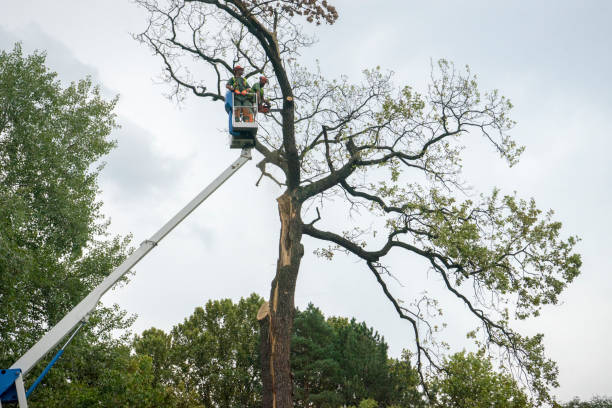 Best Tree Mulching  in Milton, FL