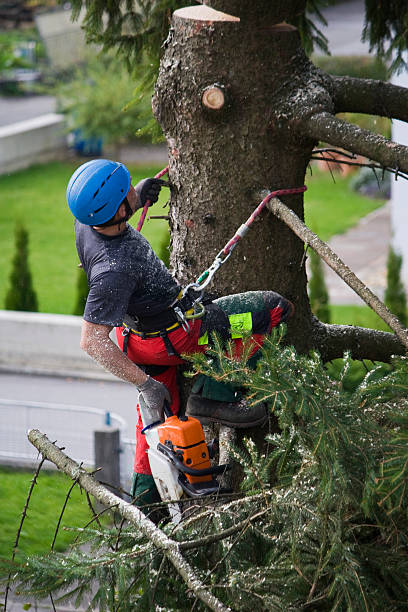 Best Fruit Tree Pruning  in Milton, FL